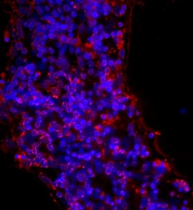 大鼠視網(wǎng)膜神經(jīng)節(jié)細胞主圖
