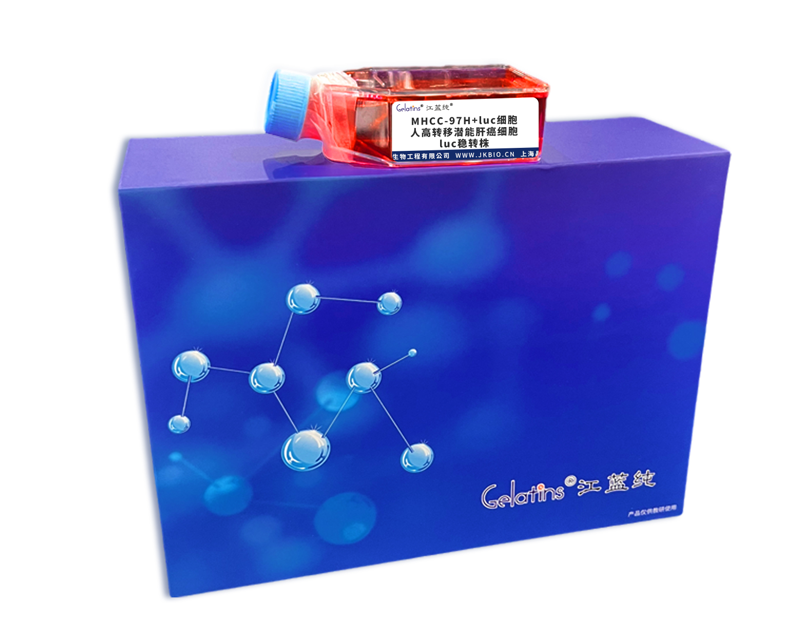 MHCC-97H+luc細(xì)胞 ; 人高轉(zhuǎn)移潛能肝癌細(xì)胞luc穩(wěn)轉(zhuǎn)株主圖