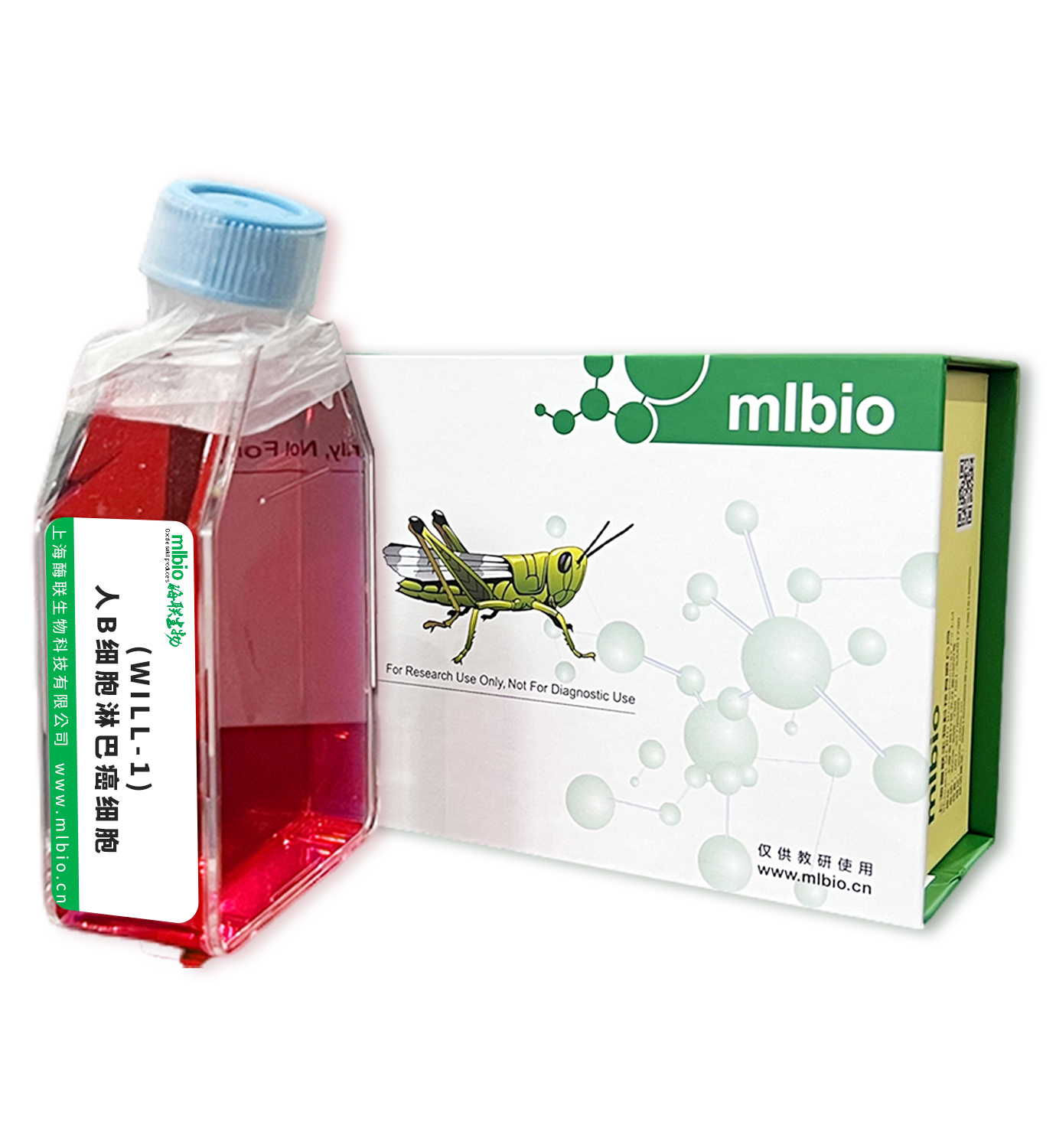 (WILL-1)人B細胞淋巴癌細胞主圖