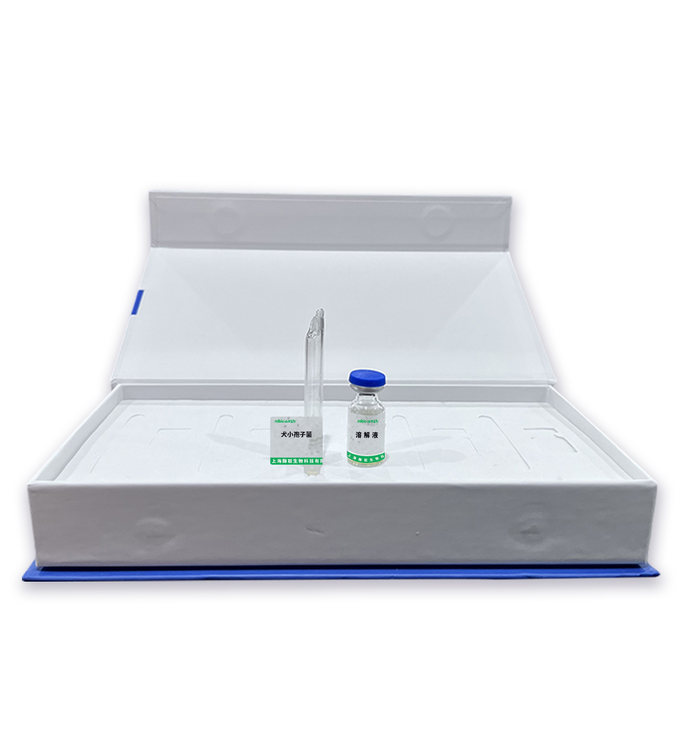 犬小孢子菌主圖