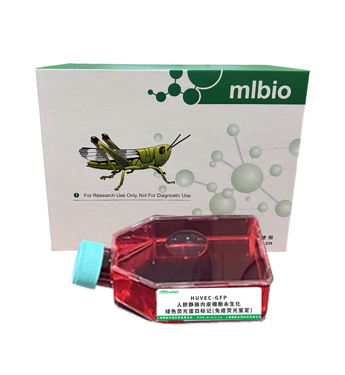 HUVEC-GFP/人臍靜脈內皮細胞永生化-綠色熒光蛋白標記(免疫熒光鑒定)主圖