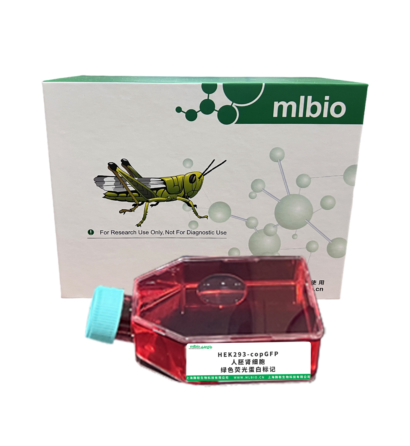 HEK293-copGFP/人胚腎細胞-綠色熒光蛋白標記主圖