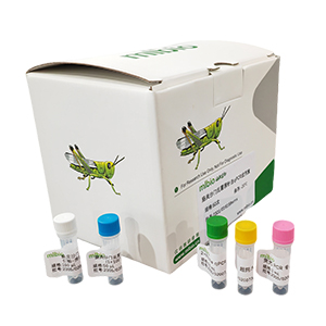 非洲豬瘟病毒探針法qPCR試劑盒(含內(nèi)參)主圖