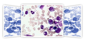 各種組織學試劑,包括固定液和染色液